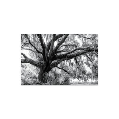 Beautiful Southern Live Oak Tree, Florida, reproduction sur plastique / acrylique