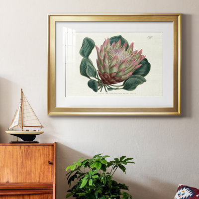 " Protea N70 "
