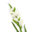 Silk Iris Arrangement-31151100-31151102