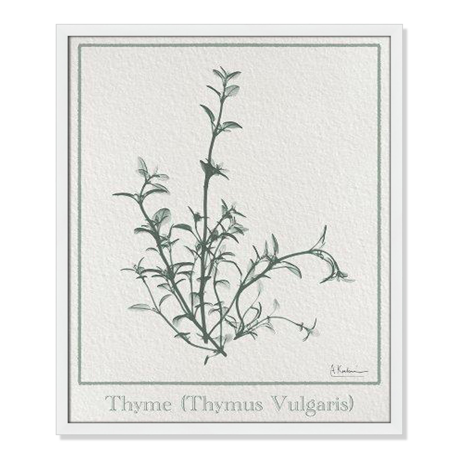 Jeanette "Thymus Vulgaris" Print, 25.5" H x 21.5" W x 1.25" D, Satin White Framed Paper