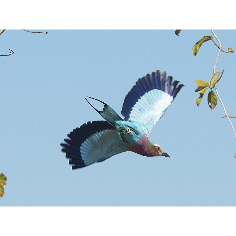 «Lilac Breasted Roller» par Scott Bennion - impression sur toile tendue, H 12 po x l 16 po
