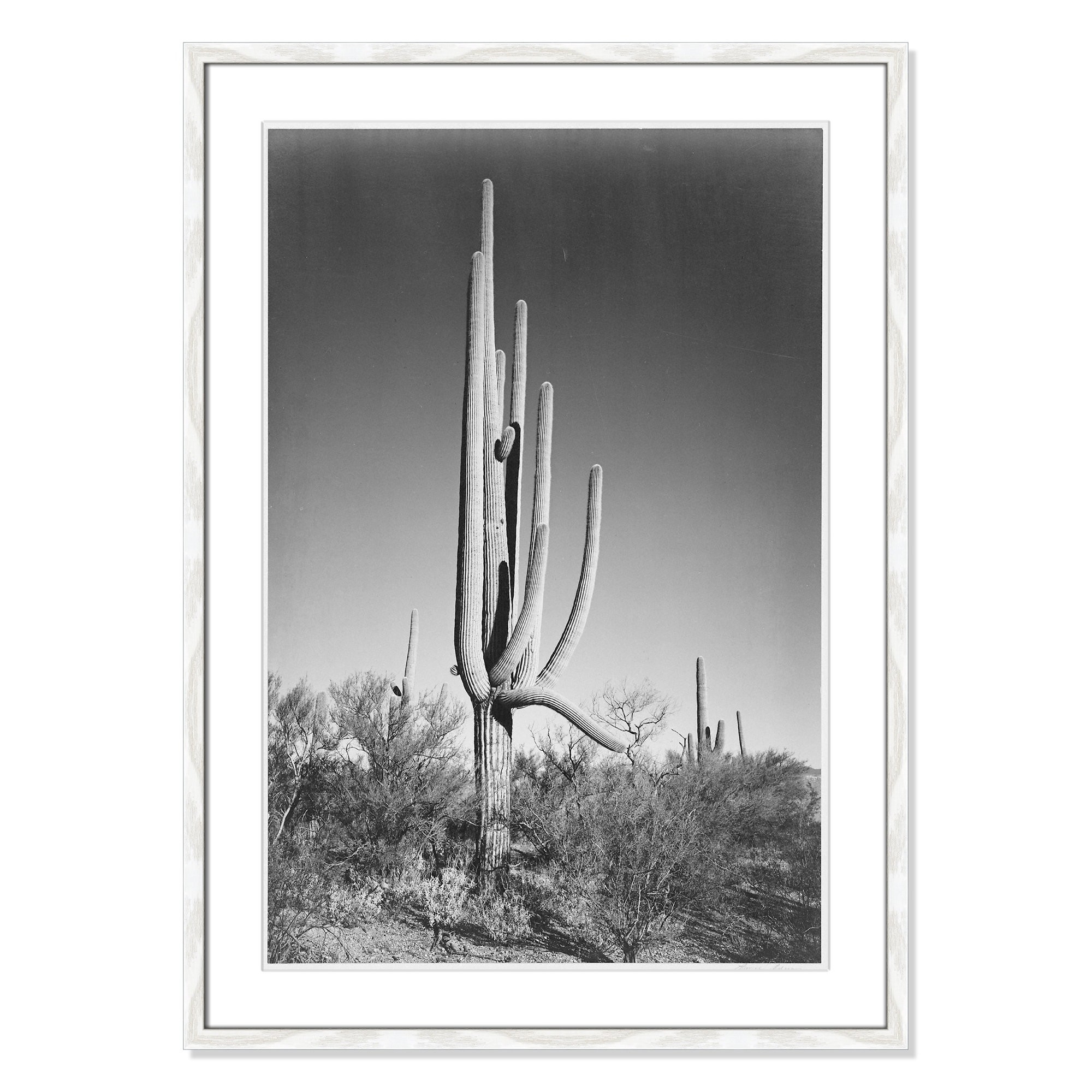 Cactus In Saguaro National Monument In Arizona by Ansel Adams, White, 35.5" H x 25.5" W x 0.75" D