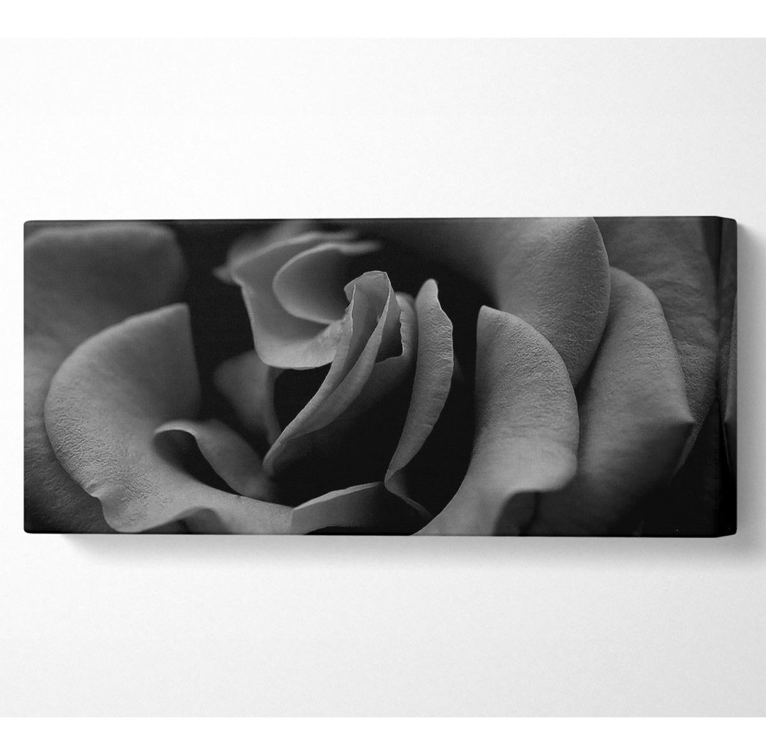 Rose B N W - Panorama-Kunstdrucke auf Leinwand gerollt