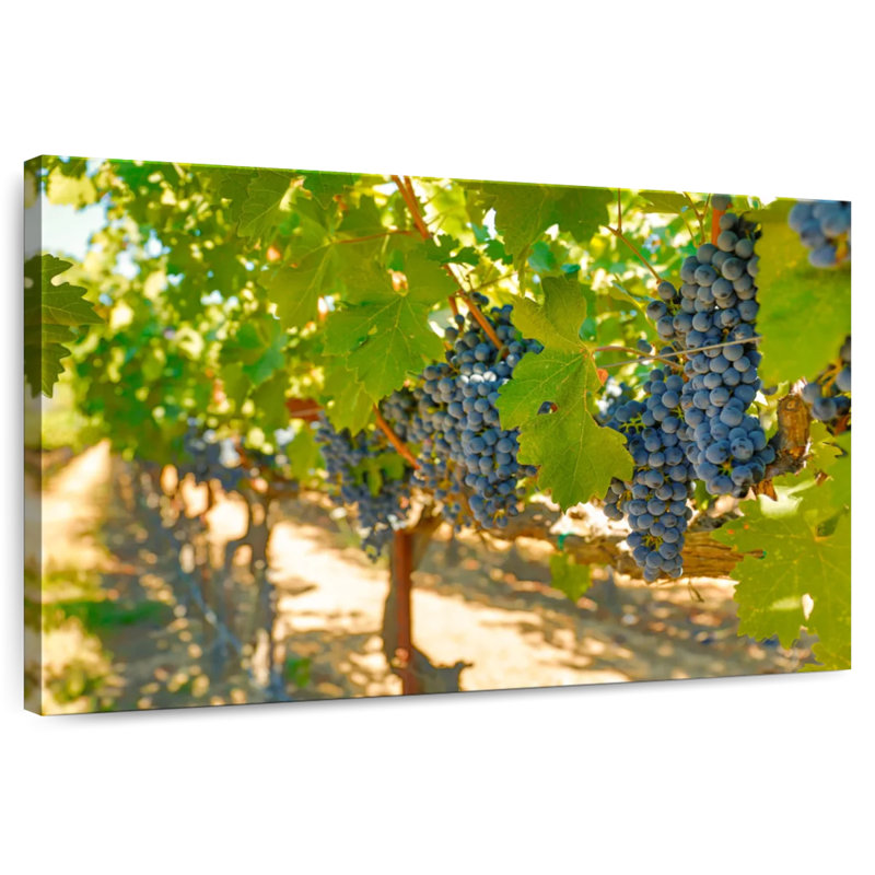 Raisins Yarlin Napa Valley, H 26 po x l 39 po