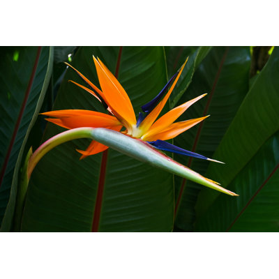 " Bird Of Paradise " by Infrontphoto