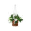 Balcony Planter-72816949