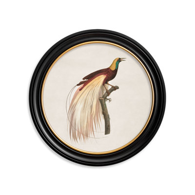 Bird Of Paradise Right Facing by Mid-1800s - Single Picture Frame Print on Archival Matt 230gsm Paper
