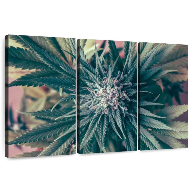 Marijuana Blossom, H 32 po x l 50 po