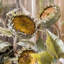 Tournesol Sten = m-1875365323-1875365320