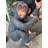 Monkey Chimpanzee Congo Life Size Statue