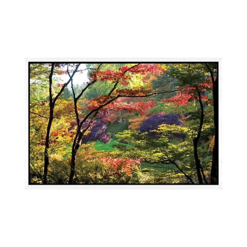 Trees In A Garden, Butchart Gardens, Victoria, Vancouver Island, British Columbia, Canada - Print on Canvas, White Framed