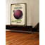 « seed packet oignon », reproduction d’art sur toile tendue-16158476