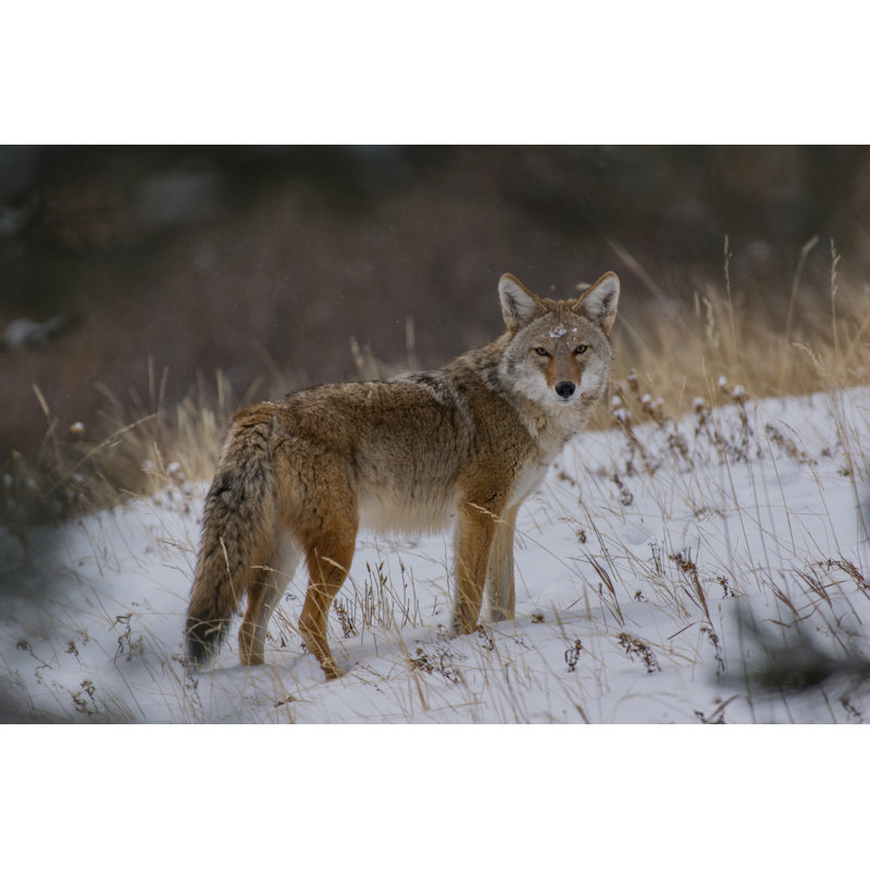 Ethaniel Coyote After A Snowstorm - Wrapped Canvas Print, 30cm H x 46cm W x 3.8cm D