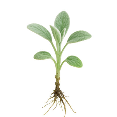 Lambs Ear Live Plant Perennial