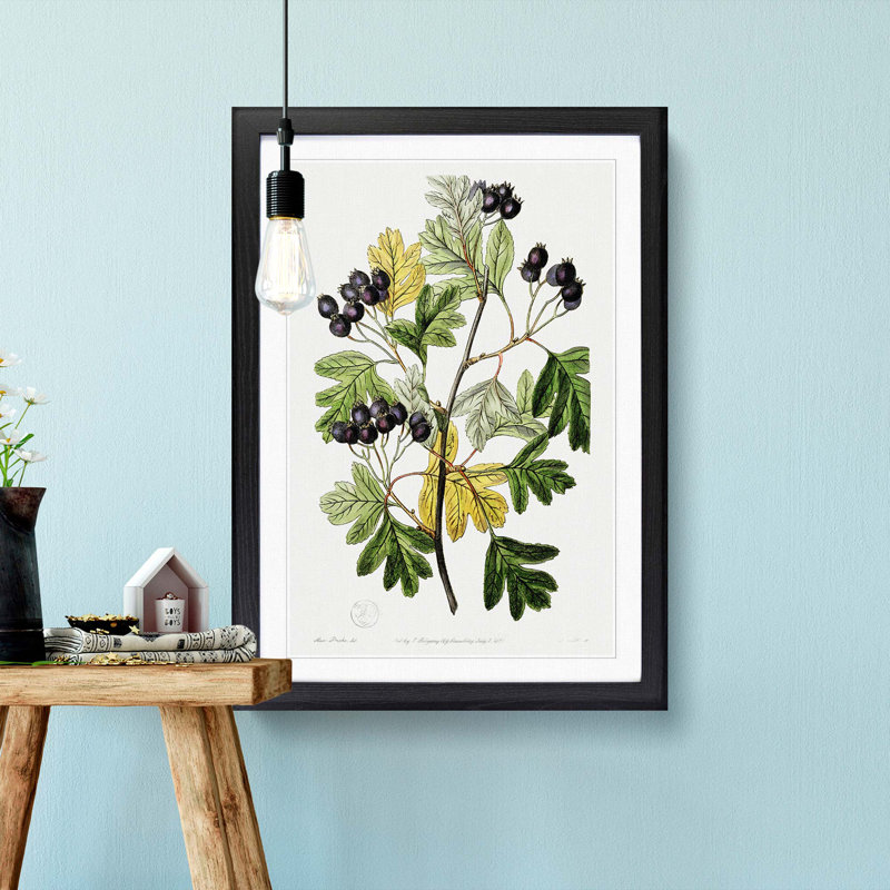 Small-Flowered Hawthorn Berry Tree - Picture Frame Painting Print, 48cm H x 36cm W x 2cm D, Black Framed