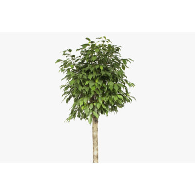 Daniella Ficus Weeping Fig Standard - Live Plant in a 10 Inch Growers Pot - Ficus Moclame - Large Ornamental Interior Tree