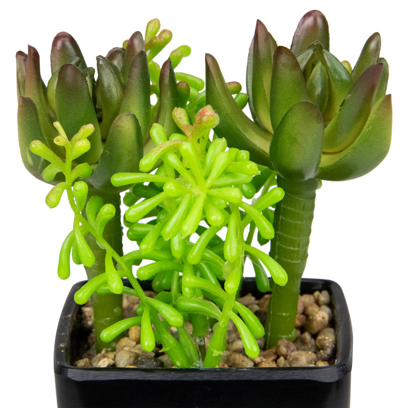 Arrangement de plantes grasses artificielles en pot 6 po