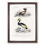 Bird Illustrations PL. 9 by Charles d Orbigny - Framed Print-55457185-55457186
