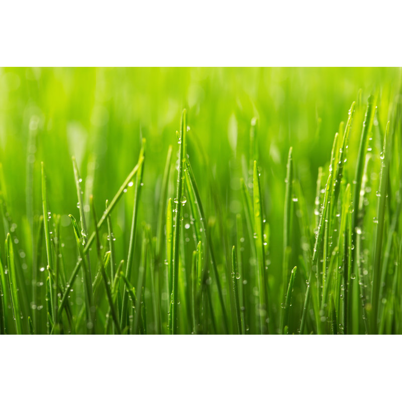 Galien Green Wet Grass - Wrapped Canvas Print, 30cm H x 46cm W x 3.8cm D