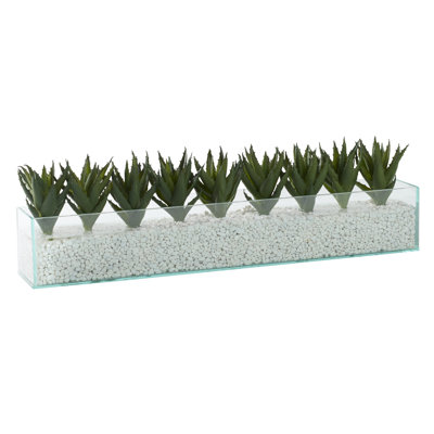 Mini plantes d'aloès en verre d'aquarium rectangulaire