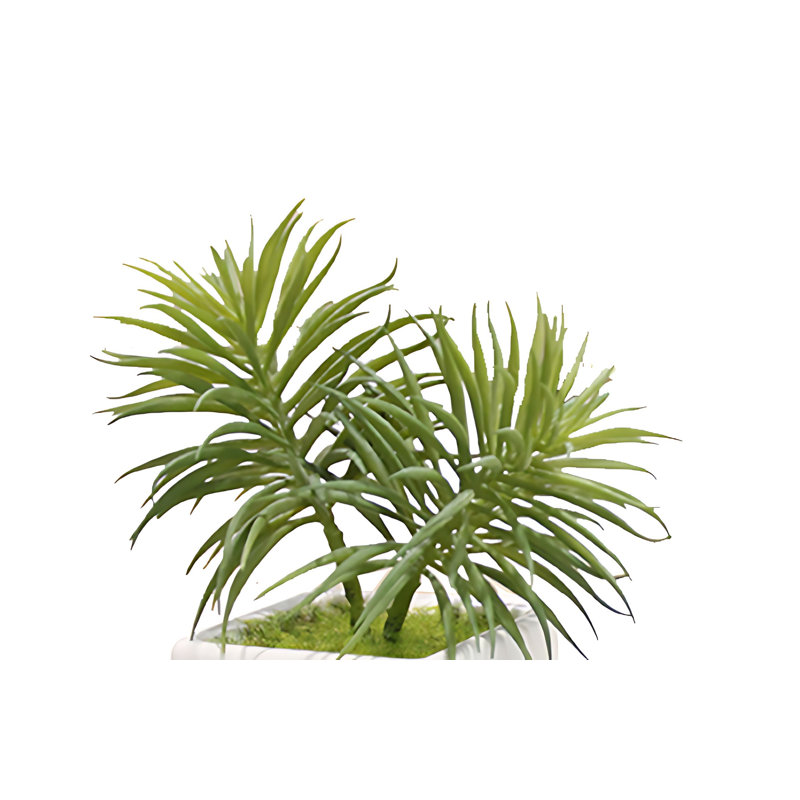 Bonsai 7,08 po