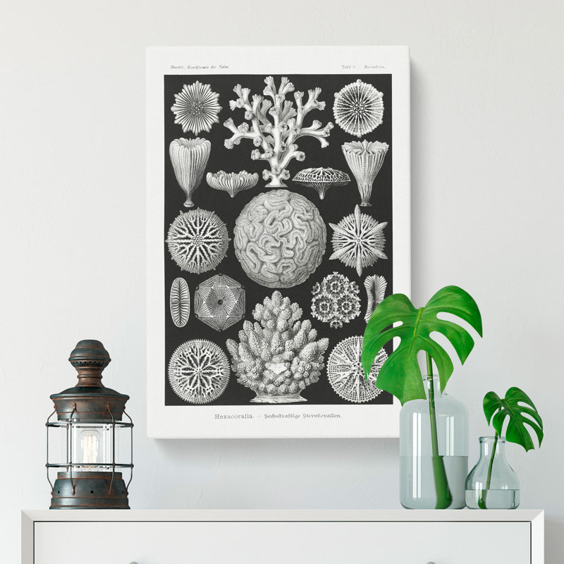 Hexacorallia Coral Vol.1 by Ernst Haeckel - Wrapped Canvas, 50cm H x 35cm W x 3cm D
