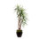 7'H Yucca Tree with Real Wood Trunks in Bronze Tin Pot