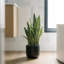 30" Artificial Snake Plants in Black Pots