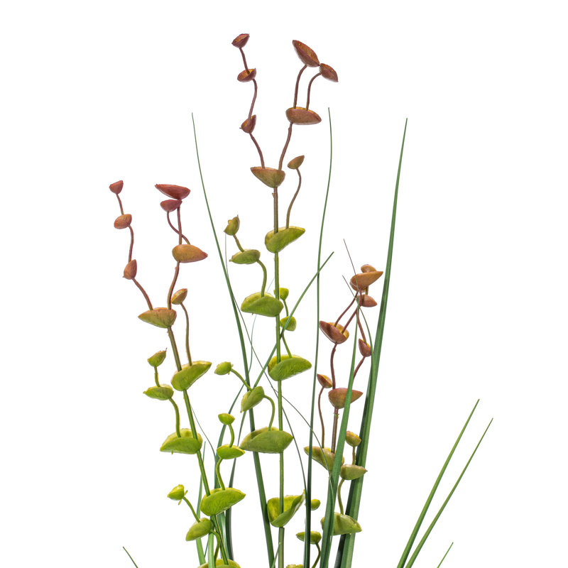 Herbe, poinsettia floral