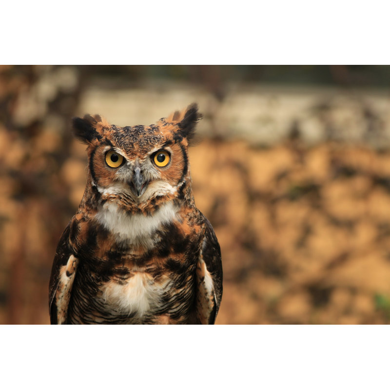 «Great Horned Owl» par Sreenath_K - Photographie sur toile tendue, L 48 po x H 32 po
