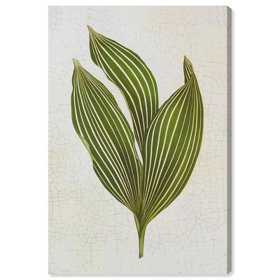 «Aged Botanica I», reproduction d'art sur toile par Art Remedy