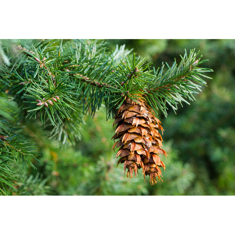 Douglas Douglas Cones par Srekapi - Photographie sur toile tendue, L 18 po x H 12 po