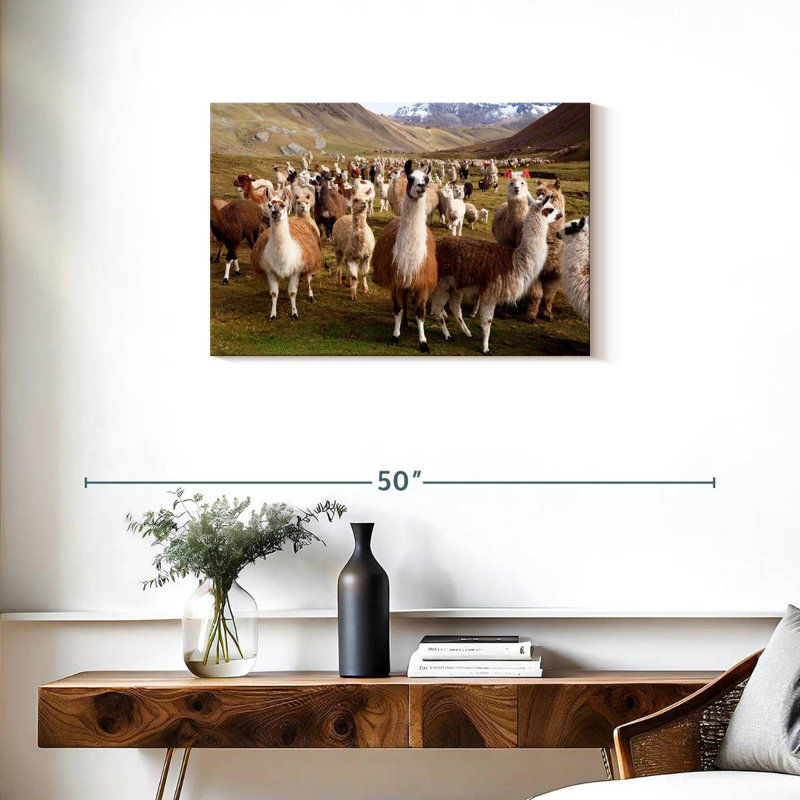Brampt Peruvian Alpacas And Llamas, 20" H x 30" W