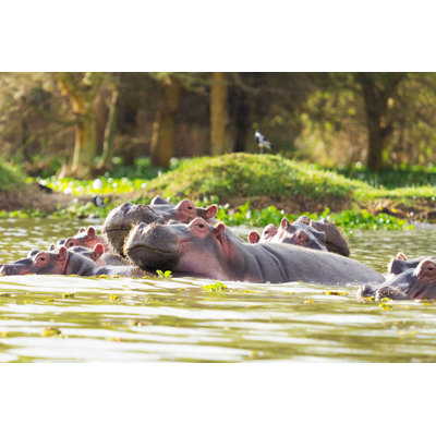 Hippopotamus by Ivanmateev - Wrapped Canvas Print