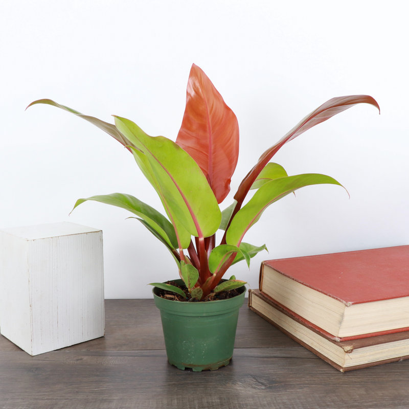 Live Prince of Orange Philodendron Plant
