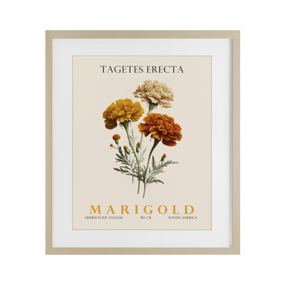 Natural Marigold Bundle Framed Print Under Glass, design by Christopher Giampietro