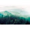 Papier peint amovible Misty Forest Trees Birds Leaves