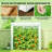Mini Greenhouse, Modern Greenhouse For Outdoor-125024994