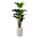 8' Traveler Palm in White Everett Planter