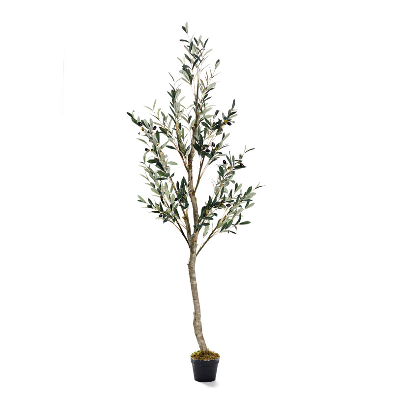 6' Olive Tree in Black Nursery Pot