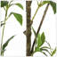 ARBRE À PIERIS 120CMTIFTIFS