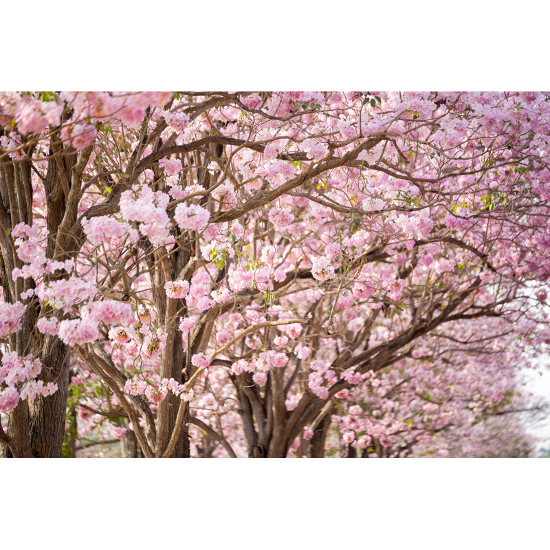 «Kristion Cherry Blossom Flowers At Springtime On Canvas» par Narathip12, photographie, H 8 po x l 12 po x P 1,25 po
