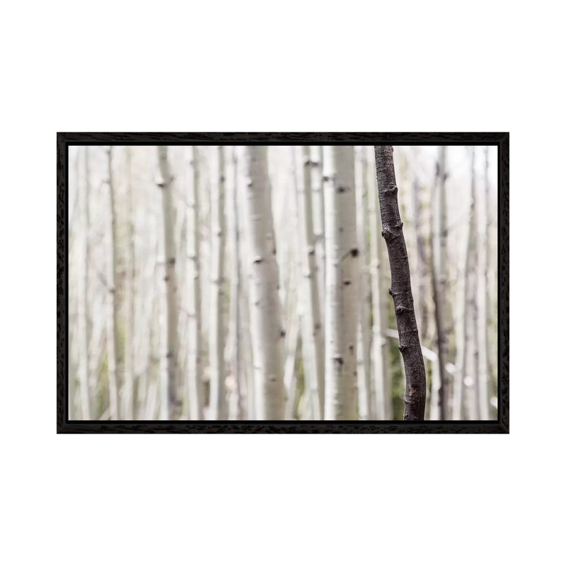 Single Birch Tree Trunk, 66.04 cm H x 101.6 cm W, Black