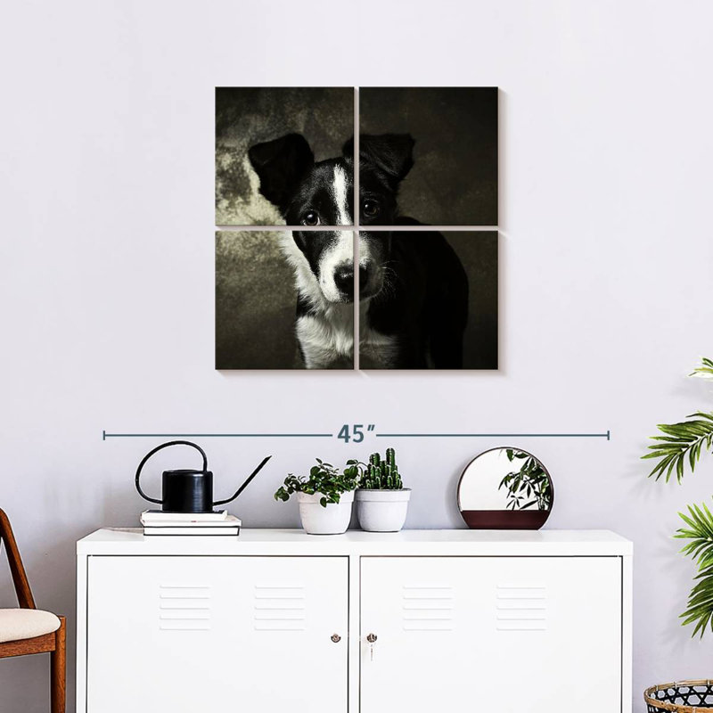 Brampt Border Collie Puppy