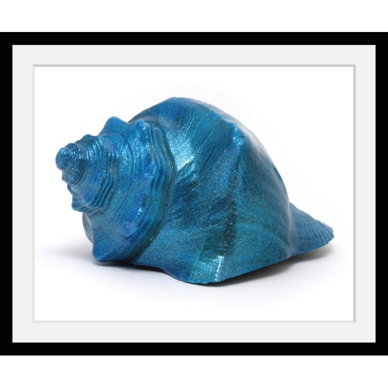 Shell - Single Picture Frame Print