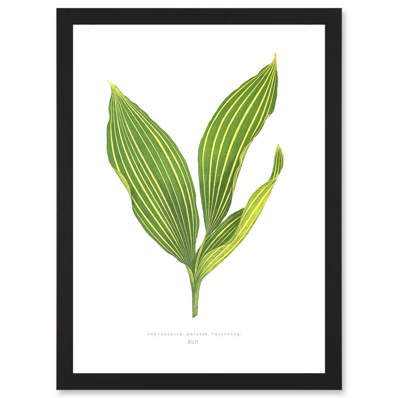 Leaf Convallaria Majalis Variegata Lilly of the Valley 1 Piece Single Picture Frame Painting