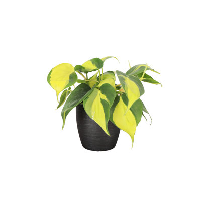 Live Brazil Philodendron Plant in Classic Pot