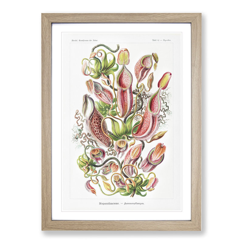 Pitcher Plants by Ernst Haeckel - Framed Print, 48cm H x 36cm W x 2cm D, Oak Framed