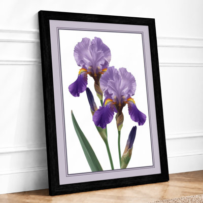 Twin Irises Botanical - Framed Print