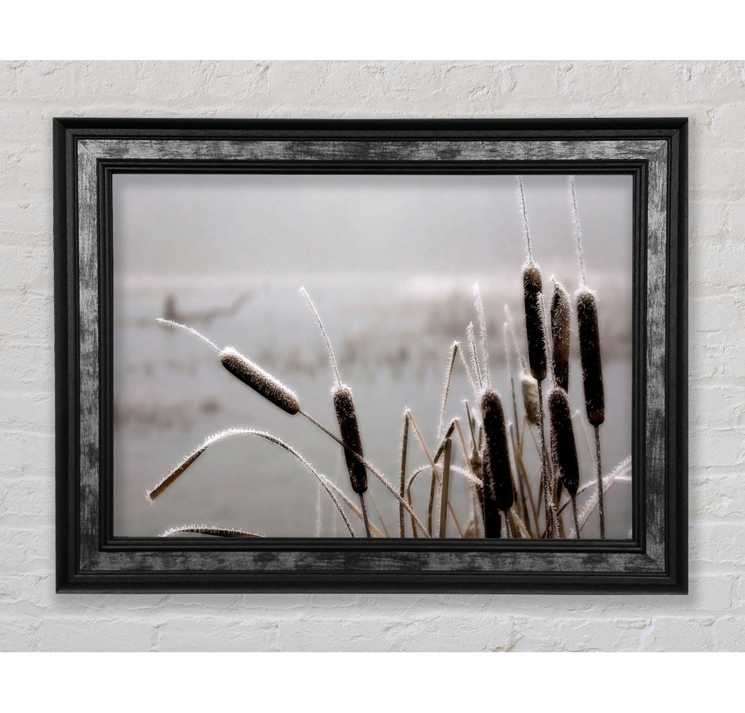 Frosted Cattails - Einzelner Bilderrahmen Kunstdrucke